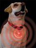 SPOTLit LED Dog Collar Light Flasher - White