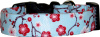 Asian Cherry Blossoms on Light Blue Dog Collar