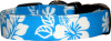 Aqua & White Hawaiian Hibiscus Dog Collar